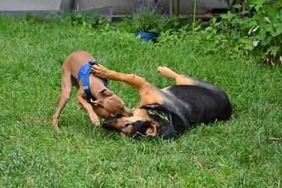 /images/2021-06-30-hunde-im-hof/M9F_9309_v2.thumbnail.JPG