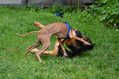 /images/2021-06-30-hunde-im-hof/M9F_9311_v2.thumbnail.JPG