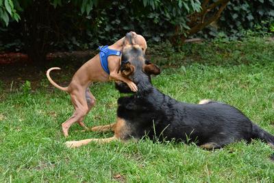 /images/2021-06-30-hunde-im-hof/M9F_9314_v2.thumbnail.JPG