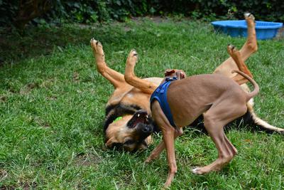 /images/2021-06-30-hunde-im-hof/M9F_9315_v2.thumbnail.JPG