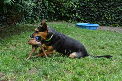 /images/2021-06-30-hunde-im-hof/M9F_9316_v2.thumbnail.JPG