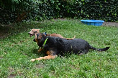 /images/2021-06-30-hunde-im-hof/M9F_9317_v2.thumbnail.JPG