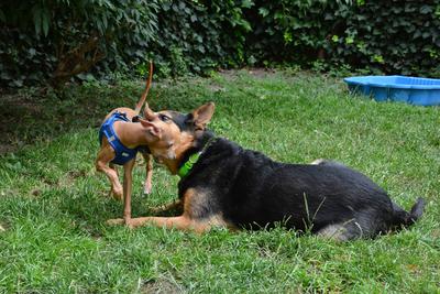 /images/2021-06-30-hunde-im-hof/M9F_9318_v2.thumbnail.JPG