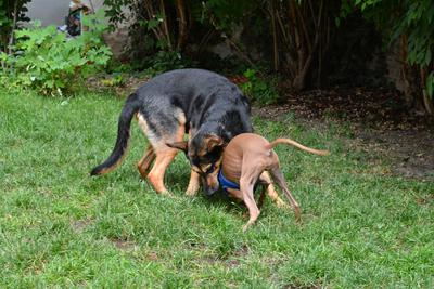 /images/2021-06-30-hunde-im-hof/M9F_9321_v2.thumbnail.JPG