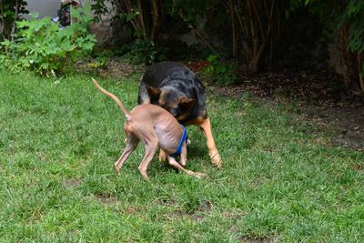 /images/2021-06-30-hunde-im-hof/M9F_9322_v2.thumbnail.JPG