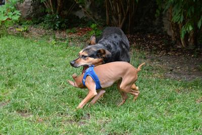 /images/2021-06-30-hunde-im-hof/M9F_9323_v2.thumbnail.JPG