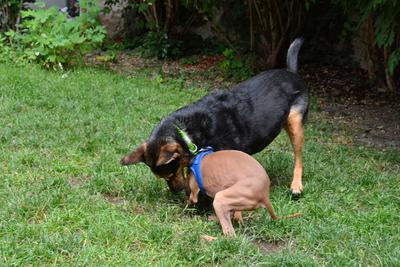 /images/2021-06-30-hunde-im-hof/M9F_9324_v2.thumbnail.JPG
