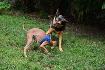 /images/2021-06-30-hunde-im-hof/M9F_9325_v2.thumbnail.JPG