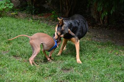 /images/2021-06-30-hunde-im-hof/M9F_9326_v2.thumbnail.JPG