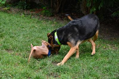 /images/2021-06-30-hunde-im-hof/M9F_9327_v2.thumbnail.JPG