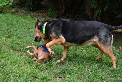 /images/2021-06-30-hunde-im-hof/M9F_9328_v2.thumbnail.JPG