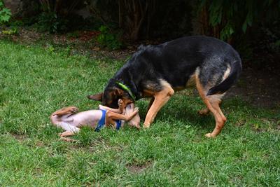 /images/2021-06-30-hunde-im-hof/M9F_9329_v2.thumbnail.JPG