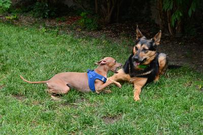 /images/2021-06-30-hunde-im-hof/M9F_9331_v2.thumbnail.JPG