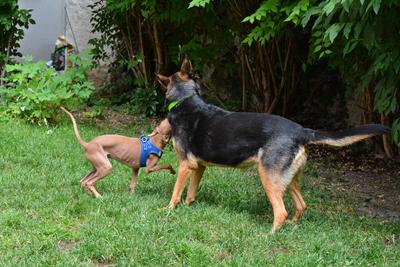 /images/2021-06-30-hunde-im-hof/M9F_9332_v2.thumbnail.JPG