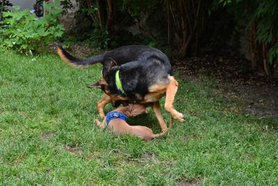 /images/2021-06-30-hunde-im-hof/M9F_9333_v2.thumbnail.JPG