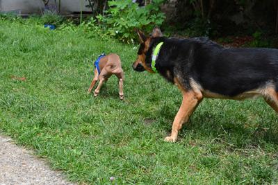 /images/2021-06-30-hunde-im-hof/M9F_9334_v2.thumbnail.JPG
