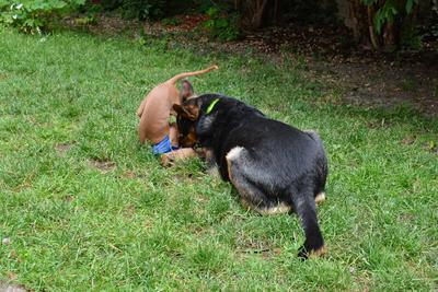 /images/2021-06-30-hunde-im-hof/M9F_9335_v2.thumbnail.JPG