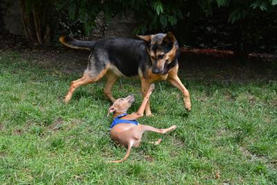 /images/2021-06-30-hunde-im-hof/M9F_9336_v2.thumbnail.JPG