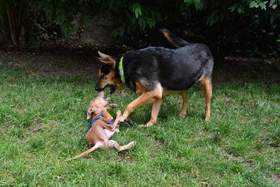 /images/2021-06-30-hunde-im-hof/M9F_9338_v2.thumbnail.JPG