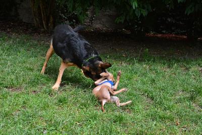 /images/2021-06-30-hunde-im-hof/M9F_9339_v2.thumbnail.JPG