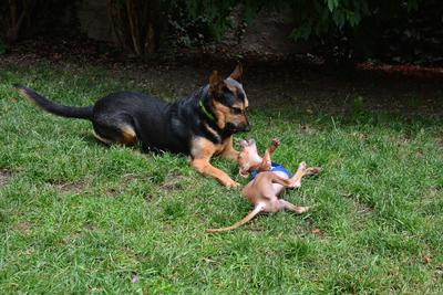 /images/2021-06-30-hunde-im-hof/M9F_9340_v2.thumbnail.JPG