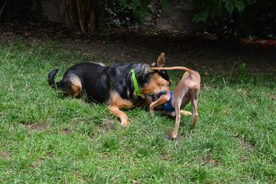 /images/2021-06-30-hunde-im-hof/M9F_9341_v2.thumbnail.JPG