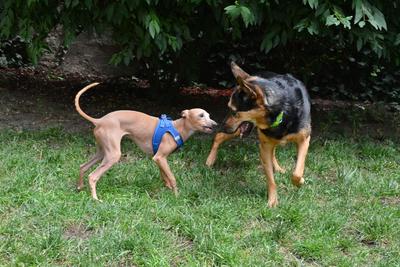 /images/2021-06-30-hunde-im-hof/M9F_9342_v2.thumbnail.JPG