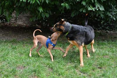 /images/2021-06-30-hunde-im-hof/M9F_9343_v2.thumbnail.JPG