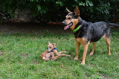 /images/2021-06-30-hunde-im-hof/M9F_9344_v2.thumbnail.JPG