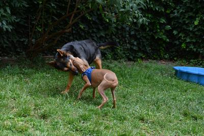 /images/2021-06-30-hunde-im-hof/M9F_9345_v2.thumbnail.JPG