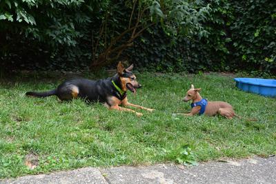 /images/2021-06-30-hunde-im-hof/M9F_9346_v2.thumbnail.JPG