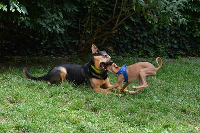 /images/2021-06-30-hunde-im-hof/M9F_9347_v2.thumbnail.JPG