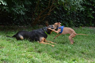 /images/2021-06-30-hunde-im-hof/M9F_9349_v2.thumbnail.JPG