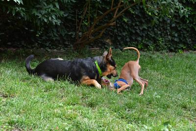 /images/2021-06-30-hunde-im-hof/M9F_9350_v2.thumbnail.JPG