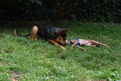 /images/2021-06-30-hunde-im-hof/M9F_9351_v2.thumbnail.JPG