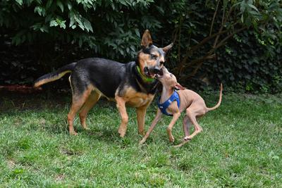 /images/2021-06-30-hunde-im-hof/M9F_9352_v2.thumbnail.JPG
