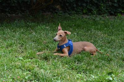 /images/2021-06-30-hunde-im-hof/M9F_9353_v2.thumbnail.JPG