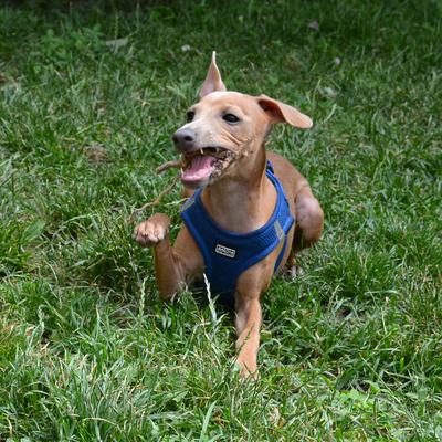/images/2021-06-30-hunde-im-hof/M9F_9354_v2.thumbnail.JPG