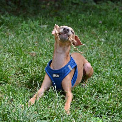 /images/2021-06-30-hunde-im-hof/M9F_9356_v2.thumbnail.JPG