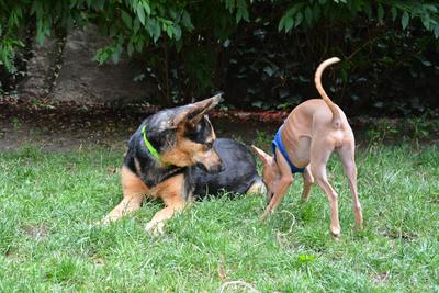 /images/2021-06-30-hunde-im-hof/M9F_9358_v2.thumbnail.JPG