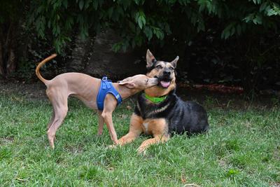 /images/2021-06-30-hunde-im-hof/M9F_9360_v2.thumbnail.JPG