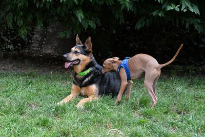 /images/2021-06-30-hunde-im-hof/M9F_9361_v2.thumbnail.JPG