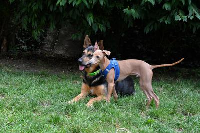 /images/2021-06-30-hunde-im-hof/M9F_9362_v2.thumbnail.JPG