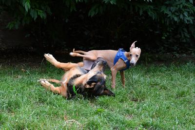 /images/2021-06-30-hunde-im-hof/M9F_9363_v2.thumbnail.JPG