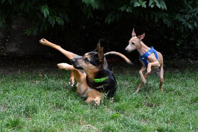 /images/2021-06-30-hunde-im-hof/M9F_9364_v2.thumbnail.JPG