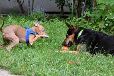 /images/2021-06-30-hunde-im-hof/M9F_9368_v2.thumbnail.JPG