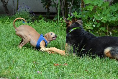 /images/2021-06-30-hunde-im-hof/M9F_9369_v2.thumbnail.JPG