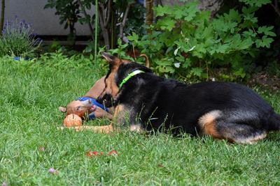 /images/2021-06-30-hunde-im-hof/M9F_9371_v2.thumbnail.JPG