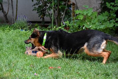 /images/2021-06-30-hunde-im-hof/M9F_9372_v2.thumbnail.JPG