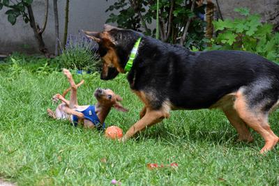 /images/2021-06-30-hunde-im-hof/M9F_9373_v2.thumbnail.JPG